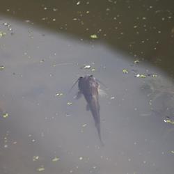 Brown Bullfish